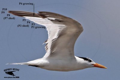 _MG_4113 Royal Tern.jpg