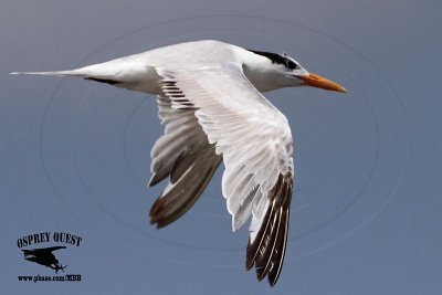 _MG_4114 Royal Tern.jpg