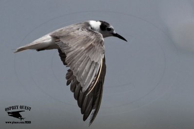 _MG_4520 Black Tern.jpg