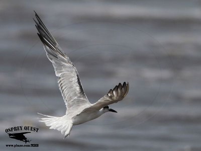 _MG_4628 Common Tern.jpg