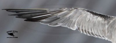 _MG_4628 left wing Common Tern.jpg