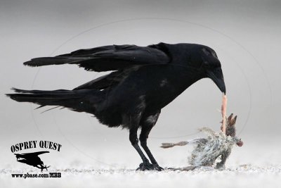 _MG_8808 Fish Crow with Black Skimmer chick.JPG