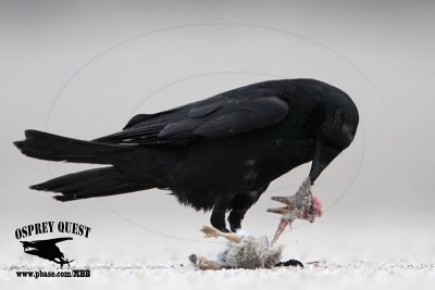 _MG_8834 Fish Crow with Black Skimmer chick.JPG
