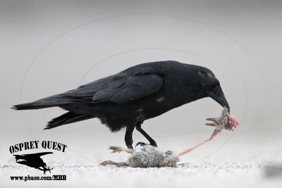 _MG_8837 Fish Crow with Black Skimmer chick.JPG