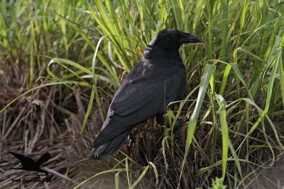 _MG_0366 Black Skimmer egg - Fish Crow.JPG