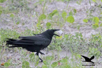 _MG_9801 Black Skimmer egg - Fish Crow.JPG