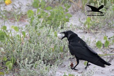 _MG_9957 Black Skimmer egg - Fish Crow.JPG