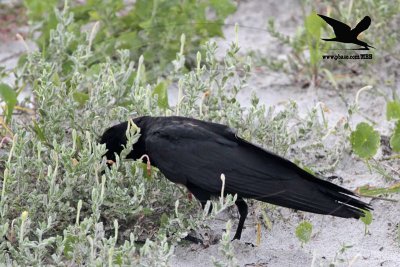 _MG_9968 Black Skimmer egg - Fish Crow.JPG