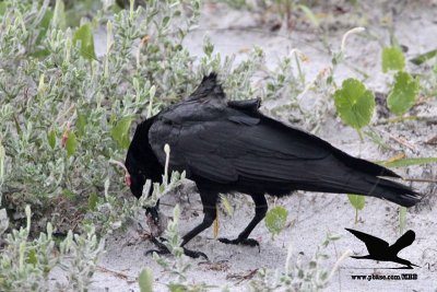 _MG_9973 Black Skimmer egg - Fish Crow.JPG