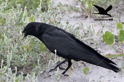 _MG_9975 Black Skimmer egg - Fish Crow.JPG
