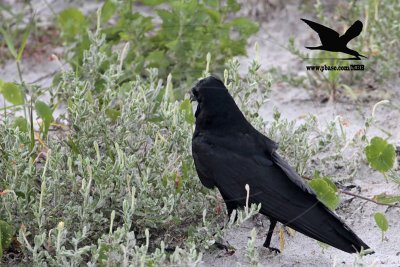 _MG_9983 Black Skimmer egg - Fish Crow.JPG