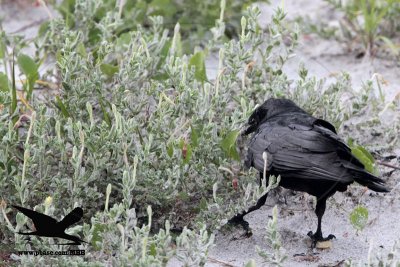 _MG_9984 Black Skimmer egg - Fish Crow.JPG