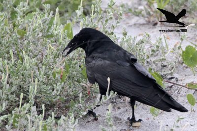 _MG_9986 Black Skimmer egg - Fish Crow.JPG