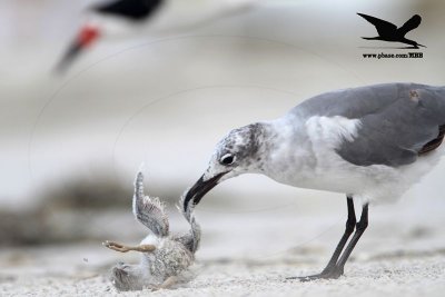 _MG_1093 Black Skimmer - Laughing Gull.JPG