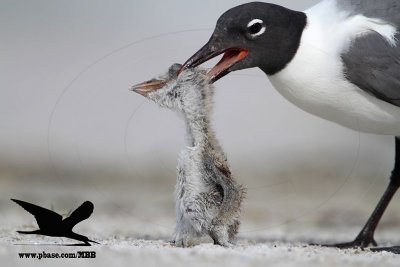 _MG_1762 Black Skimmer - Laughing Gull.JPG