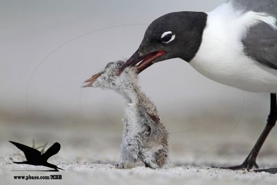 _MG_1764 Black Skimmer - Laughing Gull.JPG