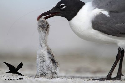 _MG_1787 Black Skimmer - Laughing Gull.JPG