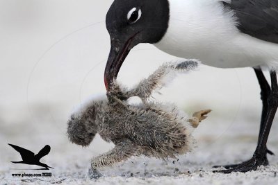 _MG_1946 Black Skimmer - Laughing Gull.JPG