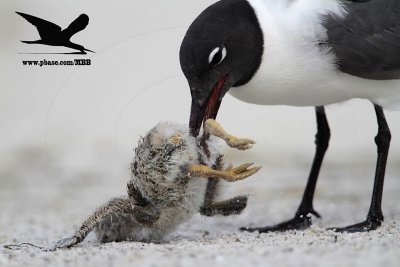 _MG_1989 Black Skimmer - Laughing Gull.JPG