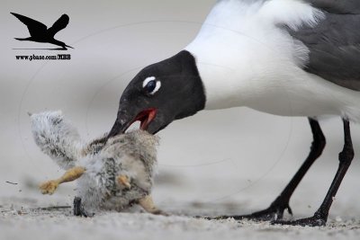 _MG_2250 Black Skimmer - Laughing Gull.JPG