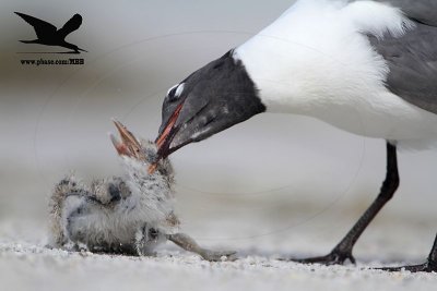 _MG_2413 Black Skimmer - Laughing Gull.JPG