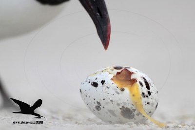Black Skimmer - aftermath of coastal flooding - Laughing Gull gorging on skimmer eggs - Florida - tropical storm Debby June 2012