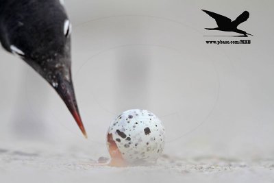 _MG_2758 Black Skimmer egg - Laughing Gull.JPG