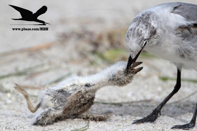 _MG_3135 Black Skimmer - Laughing Gull.JPG