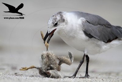 _MG_3792 Black Skimmer - Laughing Gull.JPG