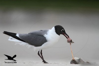 _MG_8989 Black Skimmer - Laughing Gull.JPG