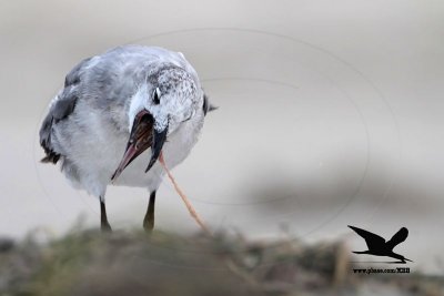 _MG_9370 Black Skimmer - Laughing Gull.JPG