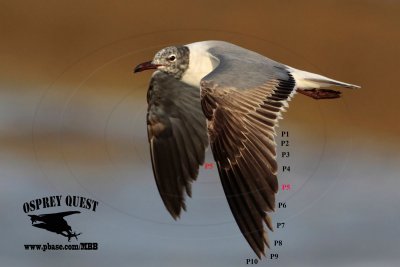 Laughing Gull - molt - May 05, 2012 Brazoria Co