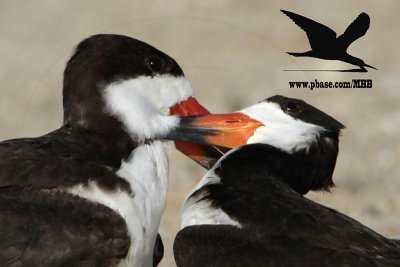 _MG_6932crop Black Skimmer.JPG