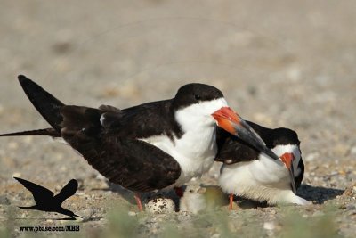 _MG_6890 Black Skimmer.JPG