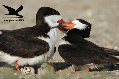 Black Skimmer – female pushing away male from the nest