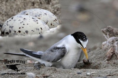 First record of ‘pikei’ Least Tern incubating eggs - UTC - June 21, 2012