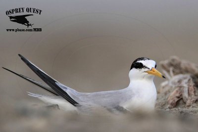 _MG_6337 Least Tern - incubating pikei.jpg