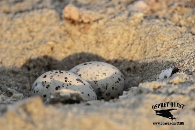 _MG_7623 Least Tern - incubating 'pikei' - nest.jpg