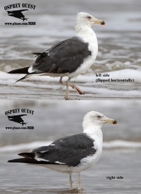 Lesser Black-backed Gull - quiz