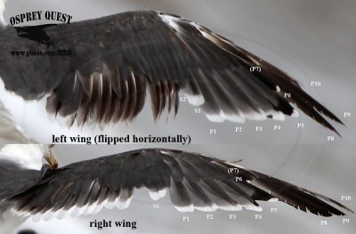 Lesser Black-backed Gull wings 800.jpg