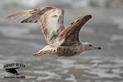 _MG_8674 American Herring Gull.jpg