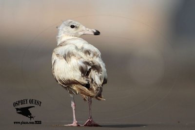 _MG_8745 American Herring Gull.jpg