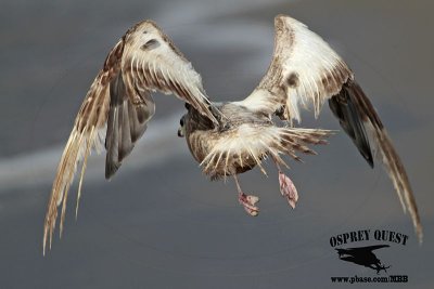 American Herring Gull - Need for molt – UTC – July 2012