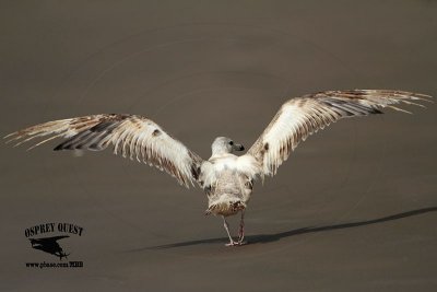 _MG_8791 American Herring Gull.jpg