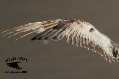 _MG_8791 wing American Herring Gull.jpg