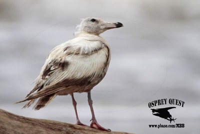 _MG_8802 American Herring Gull.jpg