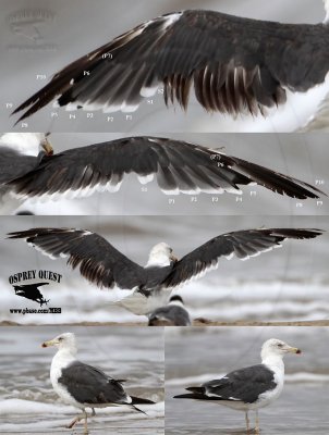 Lesser Black-backed Gull - asynchronous secondary molt UTC July 22, 2012