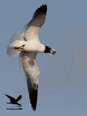 _MG_0114 Laughing Gull stealing Black Skimmer chick.jpg