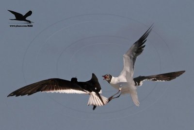 Laughing Gull challenging Black Skimmer in midair - Texas 2012