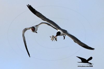 _MG_1727 Laughing Gull stealing Black Skimmer chick.jpg